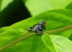 Chrysops cincticornis