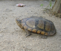 Oaxaca Mud Turtle photo 3