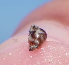 Phasianellidae