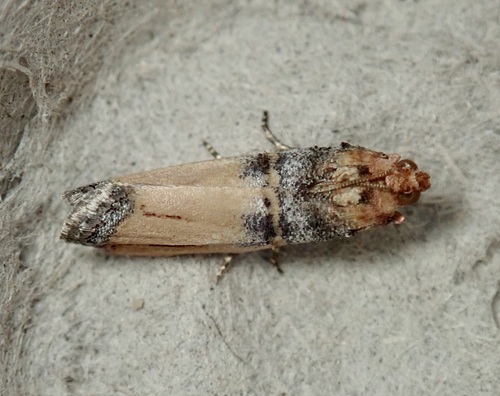 Dasypyga alternosquamella photo 3