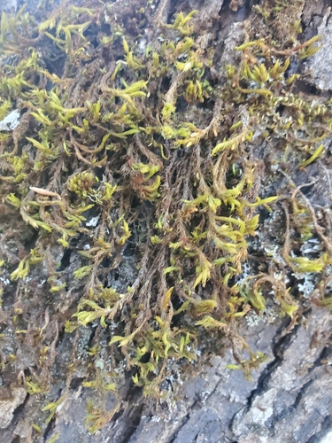 Image of Antitrichia californica by (c) tukule, some rights reserved (CC BY)
