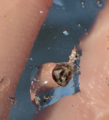 Phasianellidae
