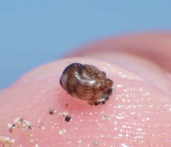 Phasianellidae