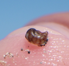 Phasianellidae