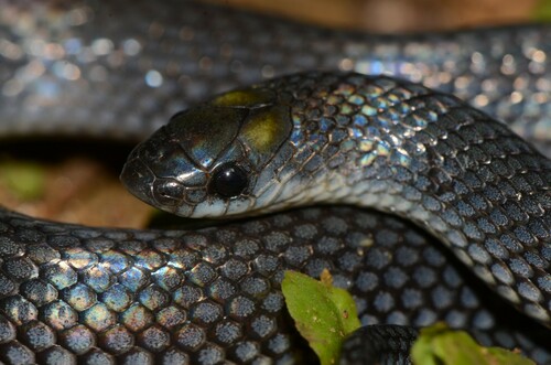 Ghana Shovel-snout, Prosymna meleagris