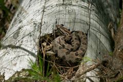 Sistrurus miliarius streckeri