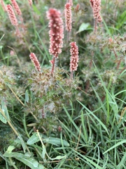 Acalypha radians