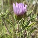Townsendia texensis - Photo (c) jhamby,  זכויות יוצרים חלקיות (CC BY-NC), uploaded by jhamby