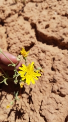 Malacothrix sonchoides