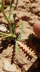 Malacothrix sonchoides