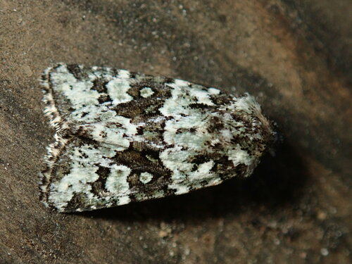 Collared Arches Moth photo 4