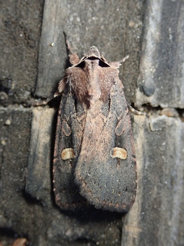 Adelphagrotis indeterminata photo 3