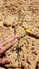 Malacothrix sonchoides