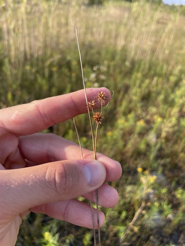 Image of Juncus nodosus by (c) Sam Turner, some rights reserved (CC BY)