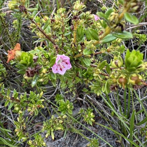Image of Kalmia hirsuta by (c) Laura Gaudette, some rights reserved (CC BY)
