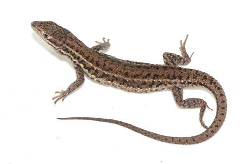 Angolan rough-scaled lizard