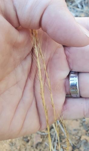 foothill needlegrass (Nassella lepida)