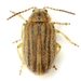 Marsh Elder Leaf Beetle - Photo (c) Mike Quinn, Austin, TX, some rights reserved (CC BY-NC), uploaded by Mike Quinn, Austin, TX