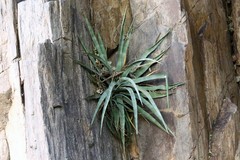 Agave palmeri