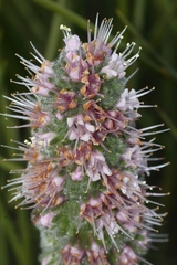 Echiostachys ecklonianus