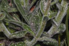Echiostachys ecklonianus