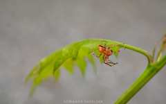 Araneus alsine