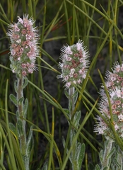Echiostachys ecklonianus