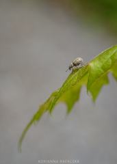 Strophosoma capitatum