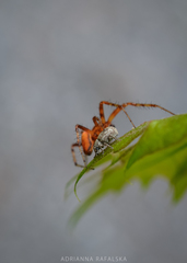 Strophosoma capitatum