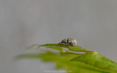 Strophosoma capitatum