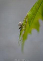 Strophosoma capitatum