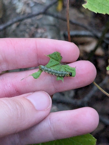 Imported Currantworm photo 3