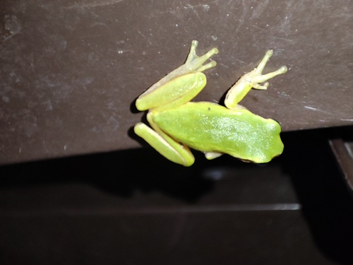 Avistamiento Ranita meridional
