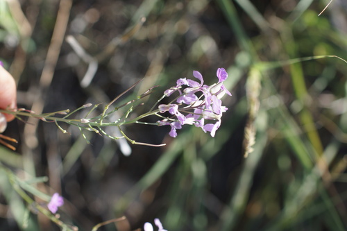 Image of Hesperidanthus linearifolius by (c) Lyrae, some rights reserved (CC BY)