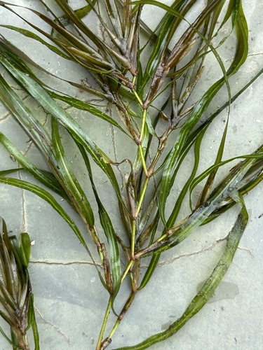 Blunt-leaved pondweed (Potamogeton obtusifolius)