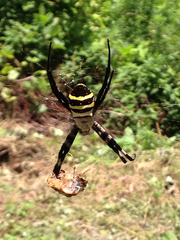 Argiope amoena