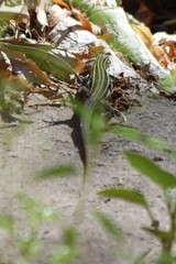 Aspidoscelis uniparens