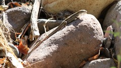 Aspidoscelis uniparens