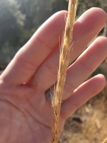Image of Elymus glaucus by (c) tukule, some rights reserved (CC BY)