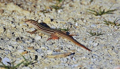 Aspidoscelis angusticeps