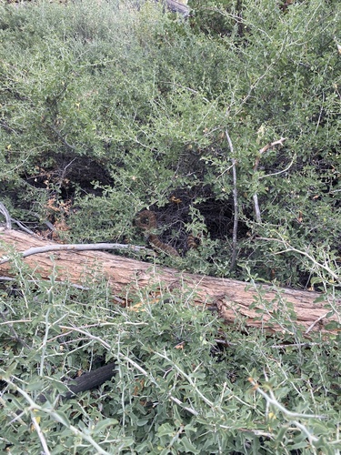 iNaturalist observation photo of Northern Pacific Rattlesnake
