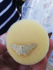 Idaea deversaria