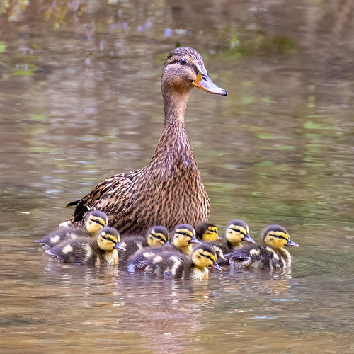 Mallard photographed in Georgia