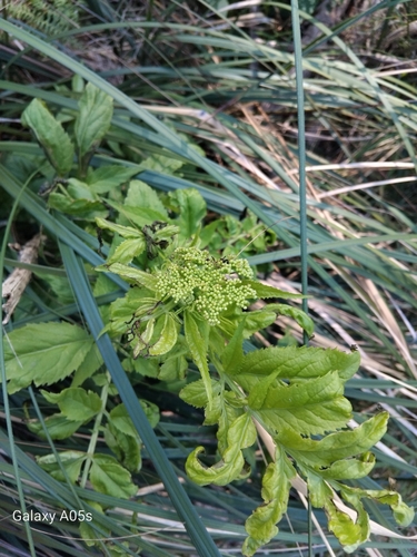 Image of Sambucus gaudichaudiana by no rights reserved