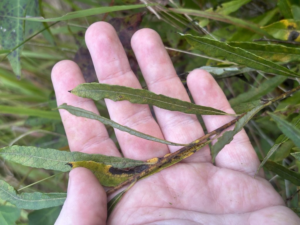 Salix humilis; photograph (c) Scott Cave, some rights reserved (CC BY)