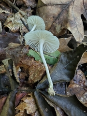 Heliomyces decolorans