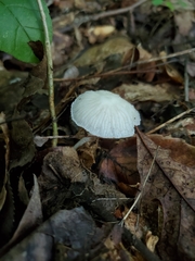 Heliomyces decolorans