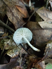 Heliomyces decolorans