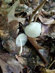 Heliomyces decolorans