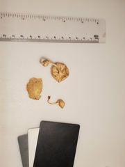 Heliomyces decolorans